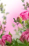 Pink Flowers Live Wallpaper screenshot 4