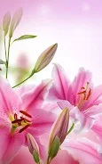 Pink Flowers Live Wallpaper screenshot 2