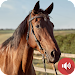 Horse Sounds APK