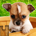 Dogs Jigsaw Puzzle Game Kids APK