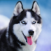 Talking Siberian Husky APK