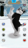 Talking Siberian Husky screenshot 2