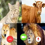 Animals Fake Video Call