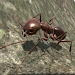 Ant Simulation 3D - Insect Sur APK