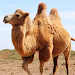 The Camel APK