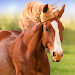 The Horse APK