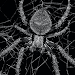 Spider Wallpapers APK