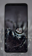 Spider Wallpapers screenshot 3