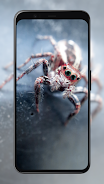 Spider Wallpapers screenshot 6