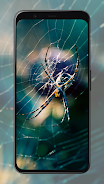 Spider Wallpapers screenshot 5