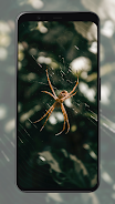 Spider Wallpapers screenshot 8