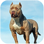 Pitbull Dog Simulator APK