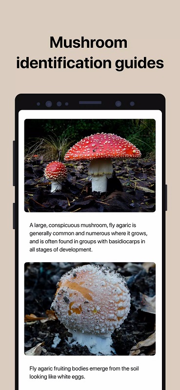 Picture Mushroom screenshot 3