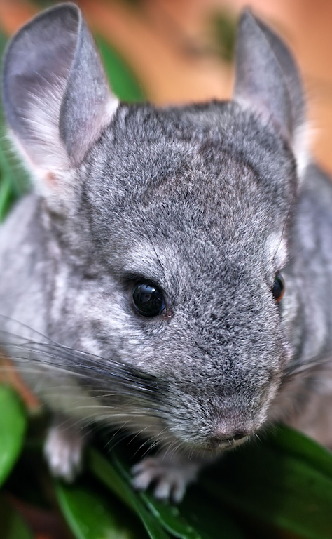 Chinchilla sounds screenshot 1