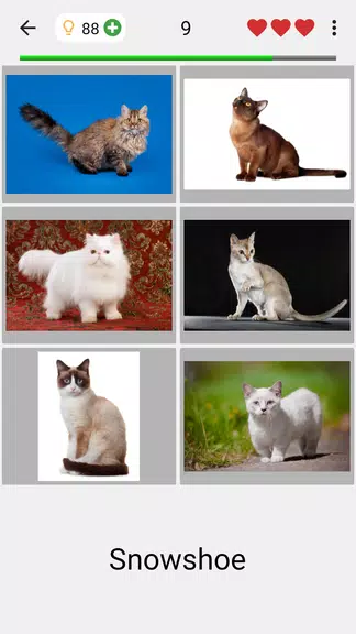 Cats Quiz Guess Popular Breeds screenshot 2