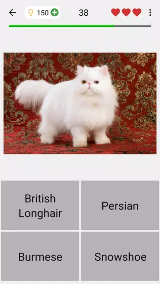 Cats Quiz Guess Popular Breeds screenshot 4