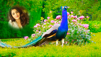 Peacock Photo Frames & Editor screenshot 7