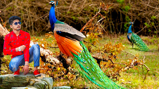 Peacock Photo Frames & Editor screenshot 3