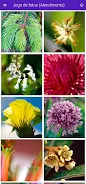 Florais de Saint Germain screenshot 5