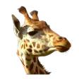 Camhebergement APK
