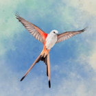 Wingspan APK