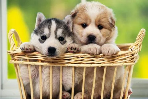 Dogs Jigsaw Puzzles screenshot 5