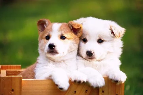 Dogs Jigsaw Puzzles screenshot 1