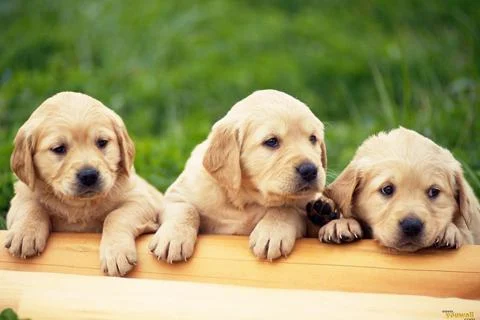 Dogs Jigsaw Puzzles screenshot 2